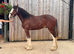 SHIRE GELDING