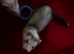 Female ferret kit