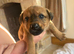 Lakeland x dachshund puppies