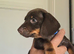 Miniature dachshund