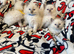 Ragdoll kittens ready 22nd sep