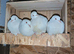 Young doves