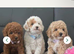 3 Gorgeous Toy Maltipoo Puppies For Sale