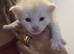Beautiful Full Maine Coon Kittens – Family Raised