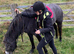Registered Connemara gelding