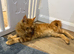 Maine Coon kittens (boys)