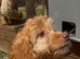 Cute and cuddly F1 Cockapoo girls ready now!