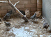 2026 Japanese Quail, Cambridge.