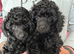 Toy Poodle Puppies