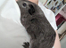 Young guinea pig boars