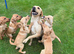 Fox red & Yellow Labrador Puppies
