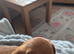 Beautiful puppy