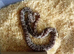 Corn snake