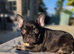 READY NOW: 3 x French Bulldog Puppies