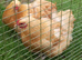 2 beautiful buff Orpington BANTAM hens