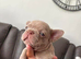 Puppy’s