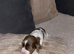 Sprocker puppies