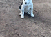 Border collie pups for sale males only