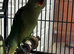 Beautiful Pair of Alexandrine Parrots