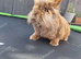 Male Lionhead rabbit and male lop rabbit