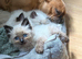 Pure beautiful ragdolls