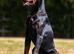EUROPEAN MALE DOBERMAN