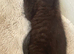 black bengal kitten -10 weeks old available now