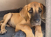 Great Dane Puppy
