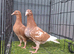 red muleman chicks pair