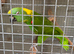 Breeding pair of Yellow nape Amazons