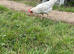 Two hens