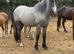 Clydesdale x ish 2 year old gelding