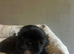 Shih tzu puppies. 8 weeks old