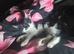Black and white kitten