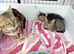 7 amazing Bengal kittens for sale