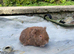 Teddy sows