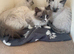 Ragdoll kittens
