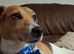 Stunning Proven Jack Russell Stud