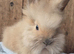 Lion head buck