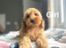 3 charming cockapoo puppies ready to find a home
