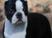 Boston terrier babies
