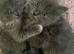 Blue ragdoll x