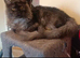 Male main coon for sale