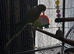 Female ringneck