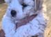 Bishon pedigree puppies