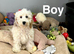 Bobby is looking for a loving family family
