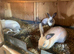 Californian x Thuringer Rabbits – 3 Does & 1 Buck – 10 Weeks
