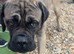 Selling my 2 year old male cane corso
