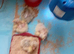 4 x 1 day old Golden Brahma chicks