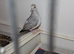 Juvenile Diamond Dove